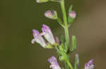 South Americn skullcap